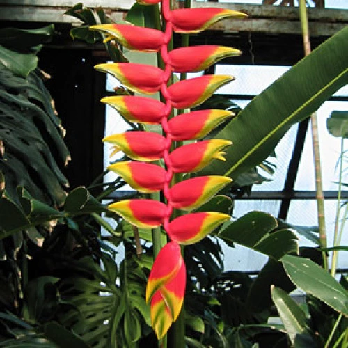 Heliconia