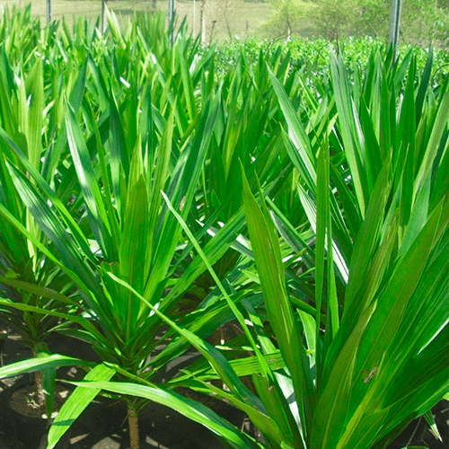 Dracena Arbórea