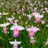 ARONDINA-ORQUIDEA-BAMBU-produtor-garden