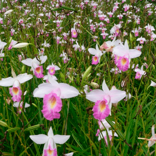 Orquídea Bambú