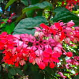 CLERODENDRO-produtor-garden