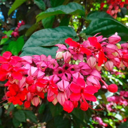 Clerodendro