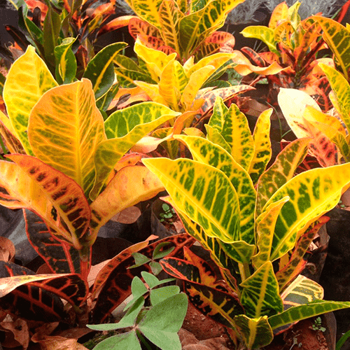 Croton