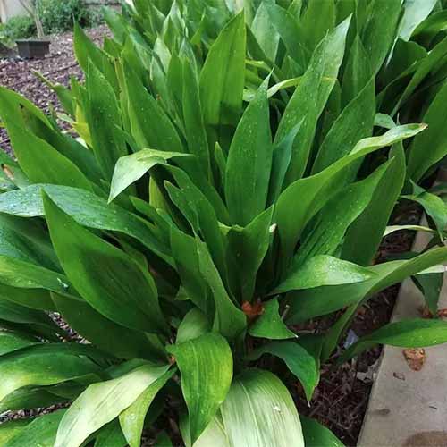 Aspidistra