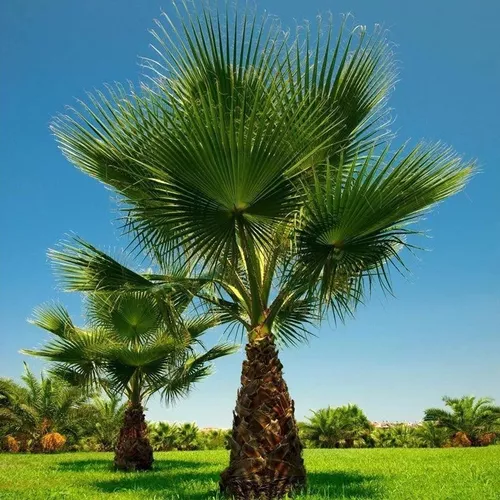 Palmeira Washingtonia