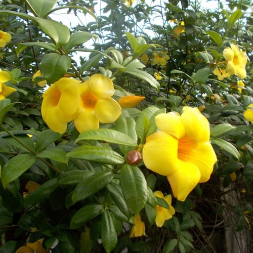 Alamanda Amarela