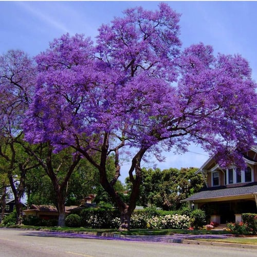 Jacarandá Mimoso