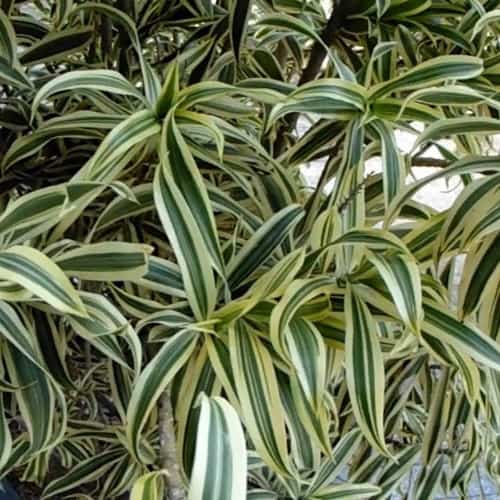 Dracena Pleomelia