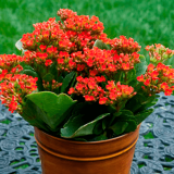 KALANCHOE-produtor-gaden