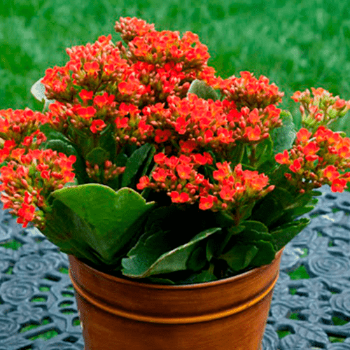 Kalanchoe