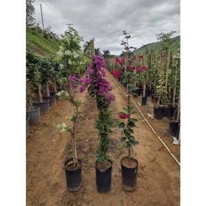 Bougainville