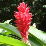 alpinia-vermelha-wgarden-paisagismo-bertioga