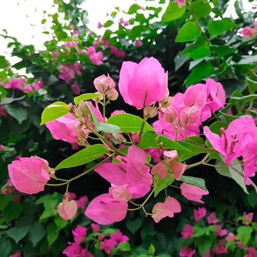 Bougainville