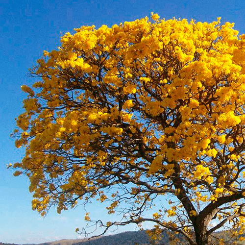 Ipê Amarelo