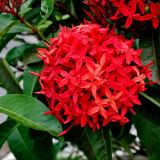 ixora