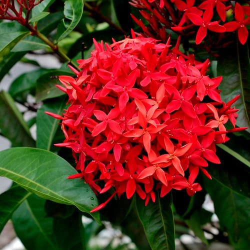 Ixora Rei