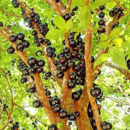 Jabuticaba