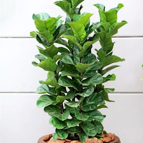 Ficus Lyrata