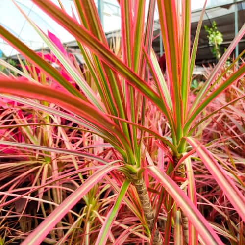 Dracena Tricolor