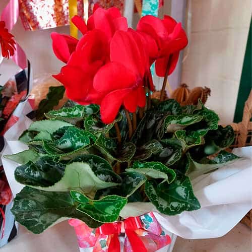 Cyclamen